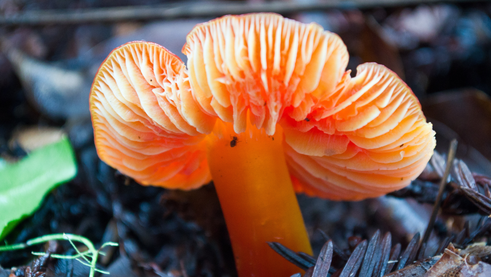 Using Wild Candy Cap Mushrooms in Desserts