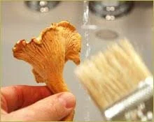 Wild Edible Mushroom