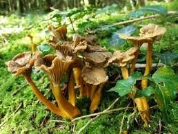 Winter Chanterelles (yellow foot)
