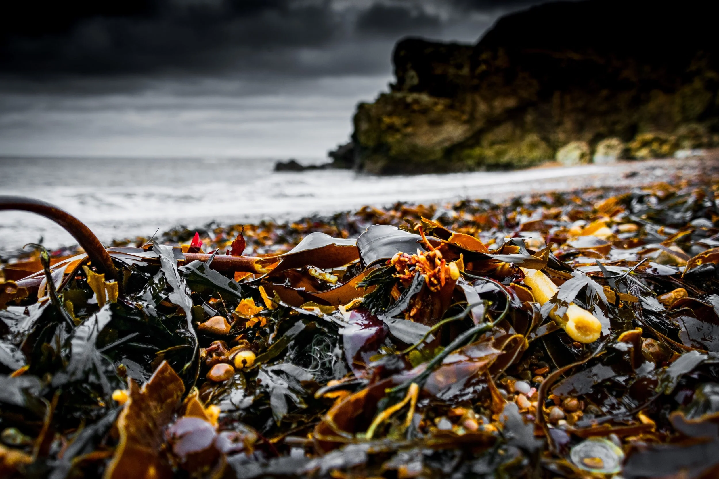 5 Reasons to Start Foraging for Seaweed