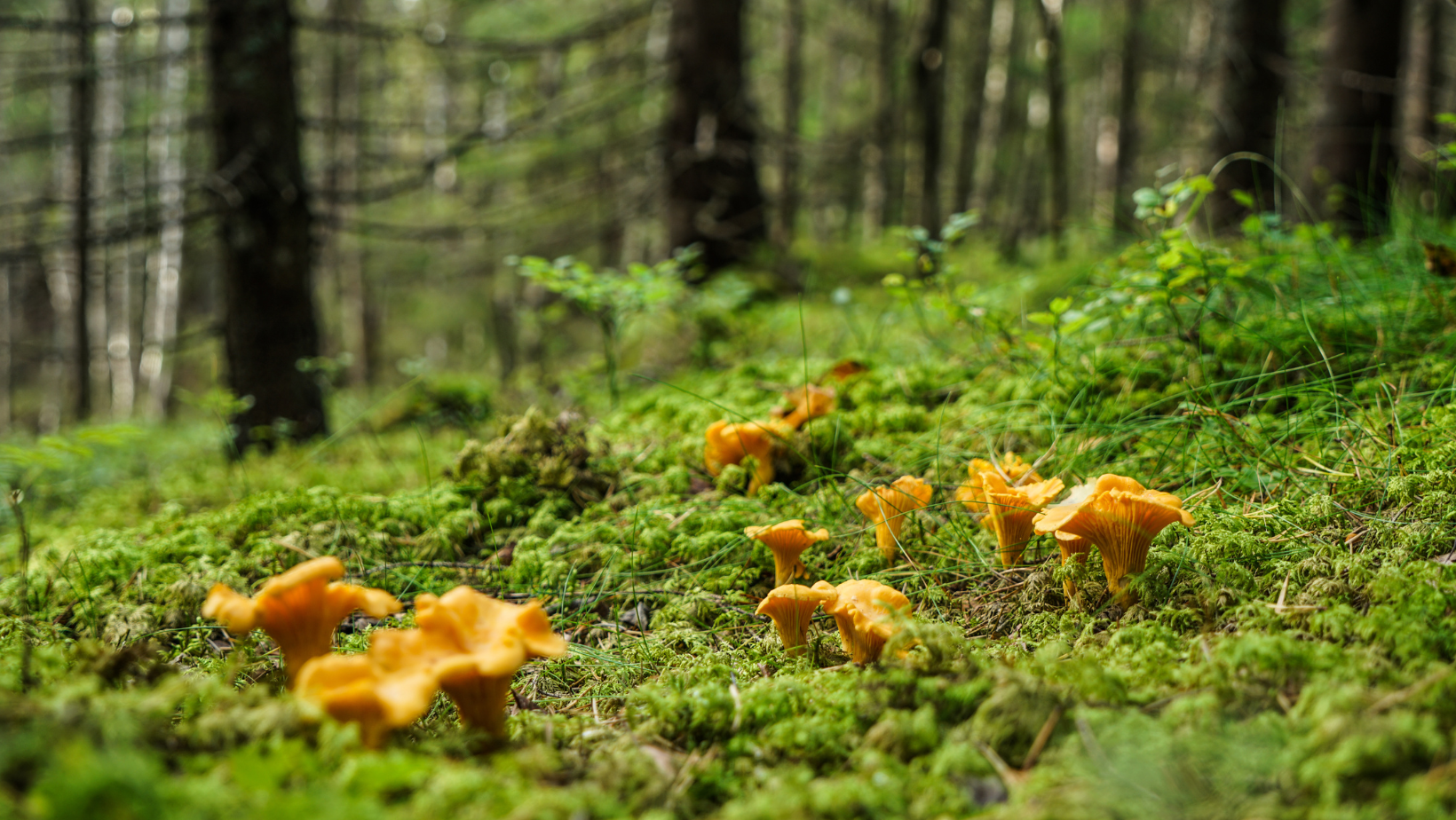Chanterelle.png
