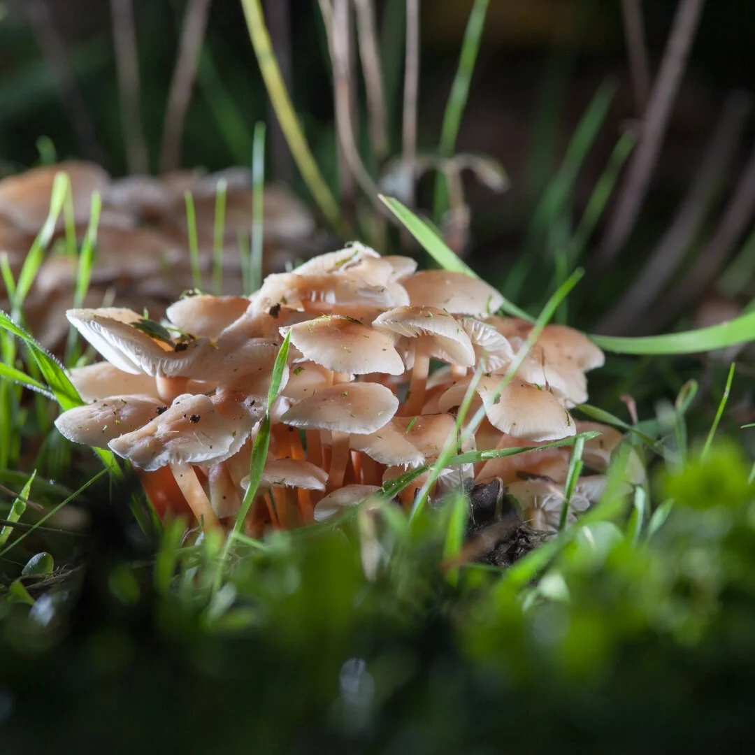 Sautéeing Northern California’s Honey Mushrooms!