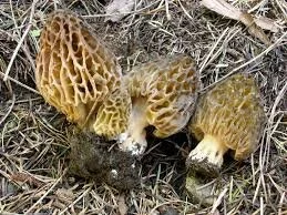 Morchella Snyderi