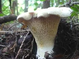 White Chanterelles