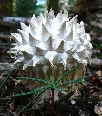 Sculpted Puffball Mushrooms