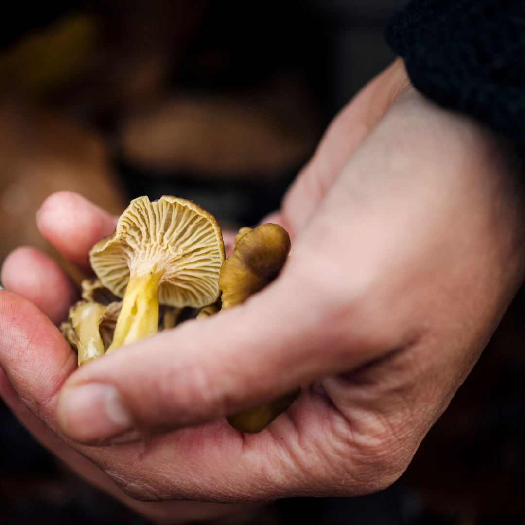 &nbsp;The Distinct Flavor Of Wild Winter Chanterelles