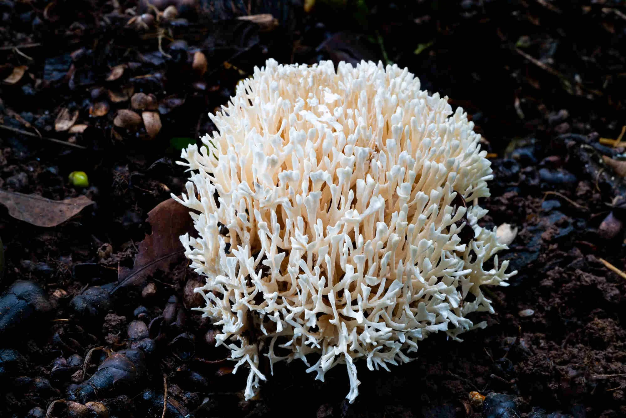 White coral mushrooms grow