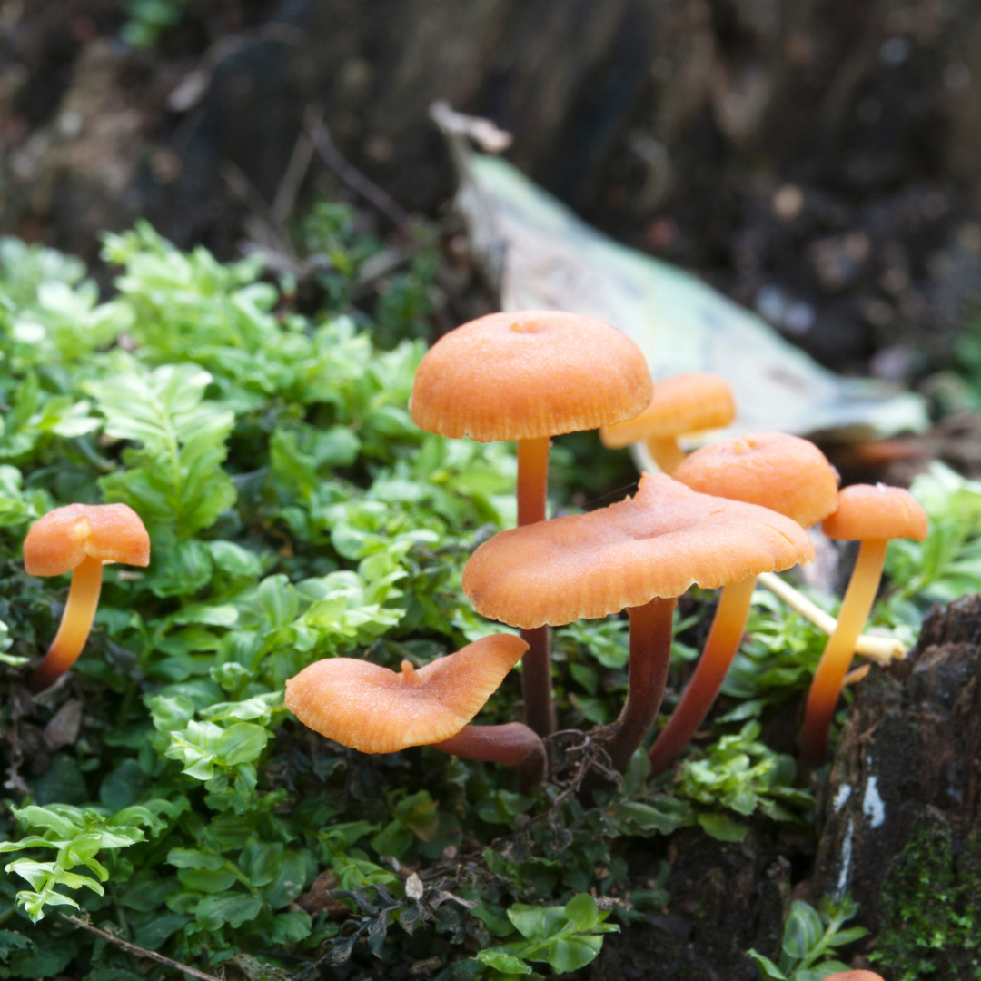Delicious Flammulina Velutipes, Also Known As The Winter Mushroom