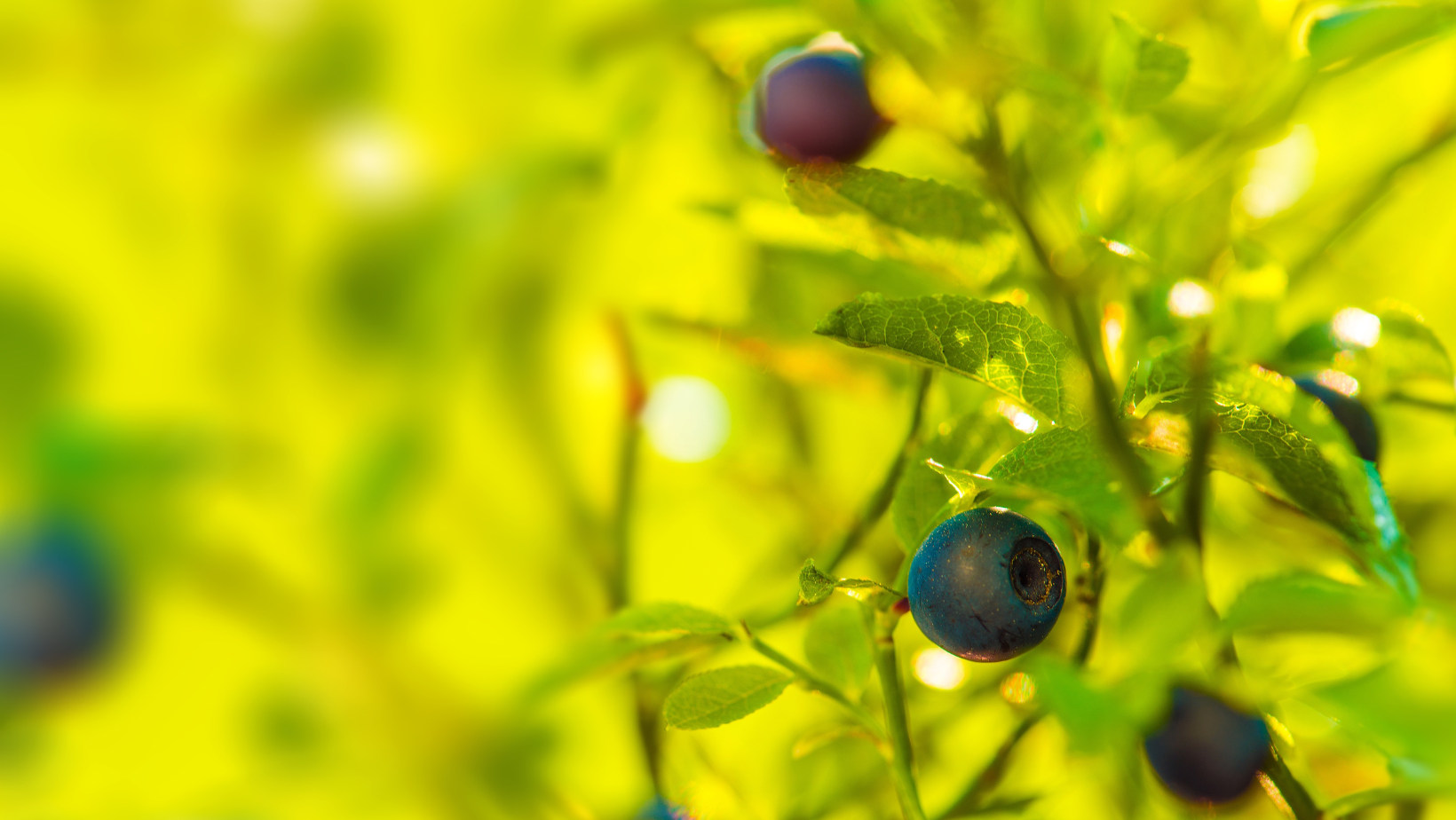 Wild Huckleberries: Natures tart-sweet treasure
