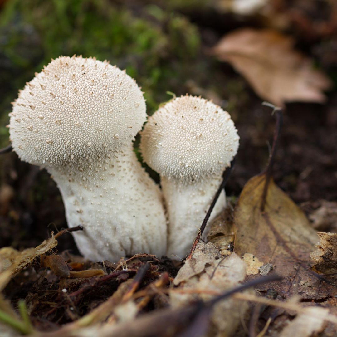 Finding And Cooking Common Puffball Mushrooms
