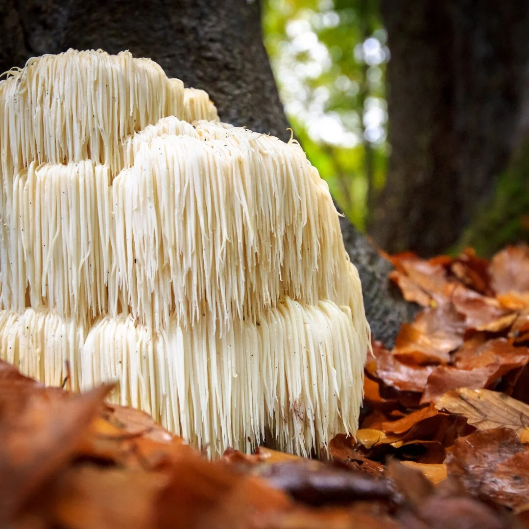 Two Bizarre-Looking Mushrooms That You Can Eat! &nbsp;