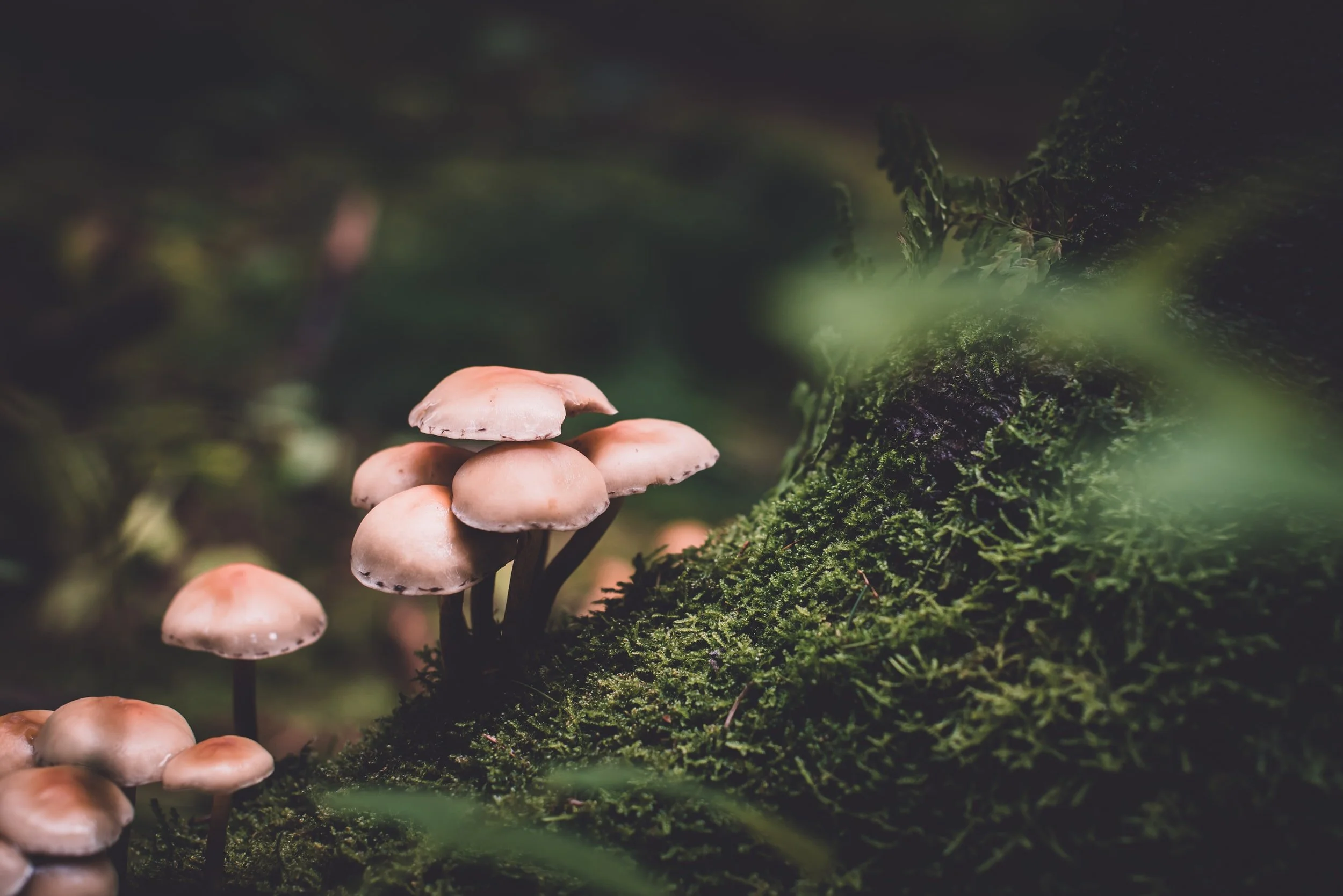 unsplash-image-QN6NkYi3CKs.jpg