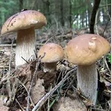 Porcini Mushrooms