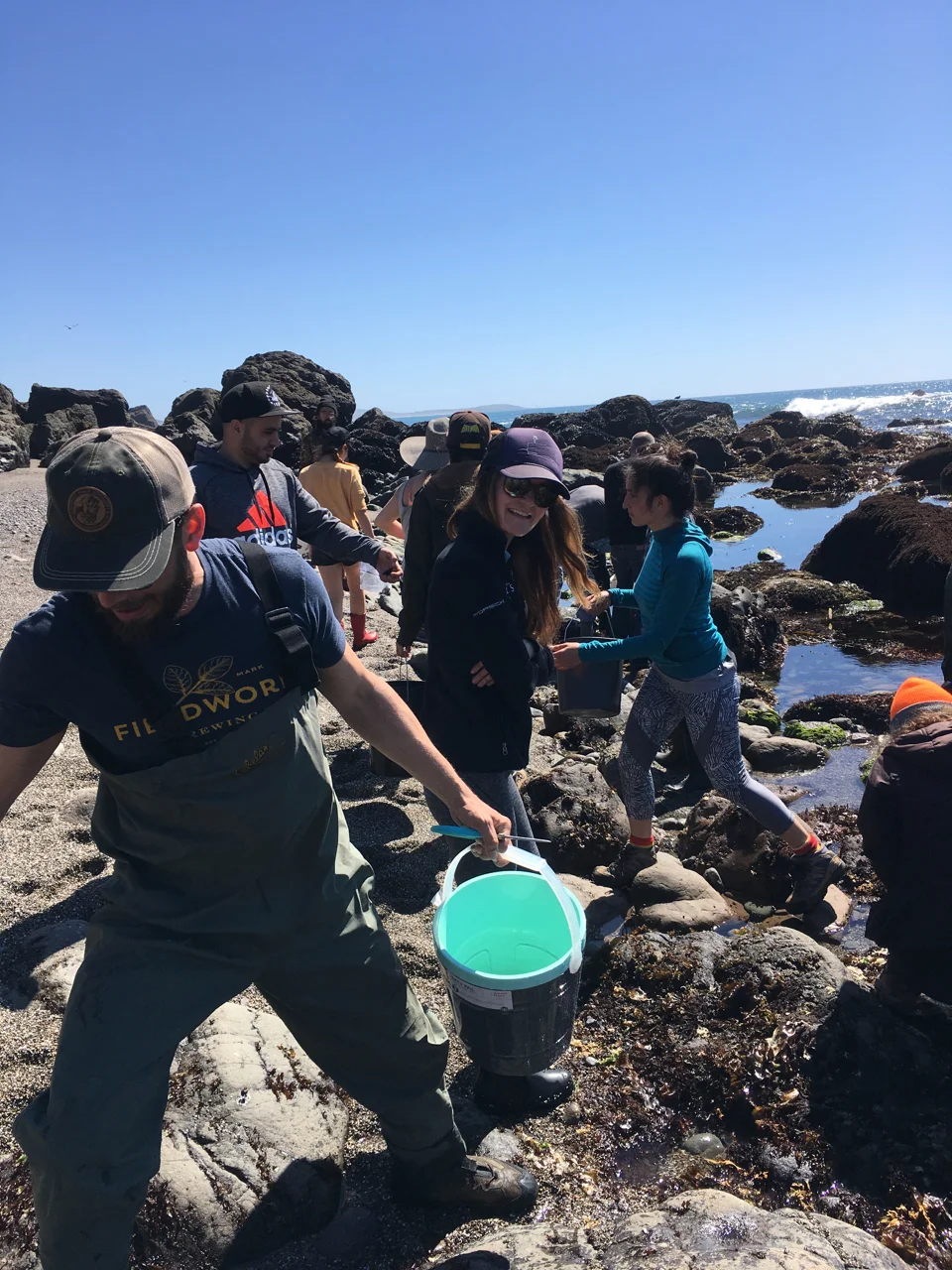 Group of people getting Bullwhip kelp seaweed