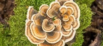 Turkey Tail