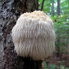 Lion’s Mane Mushroom