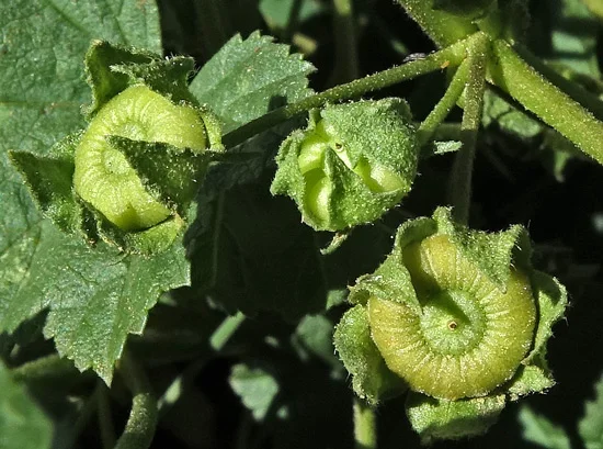 Mallow plant