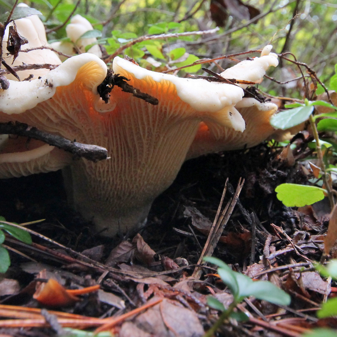  How To Locate And Prepare Delicious White Chanterelles