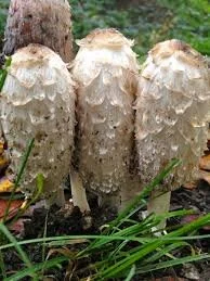 Shaggy Mane Mushroom