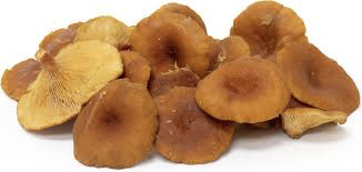 Candy Cap mushroom