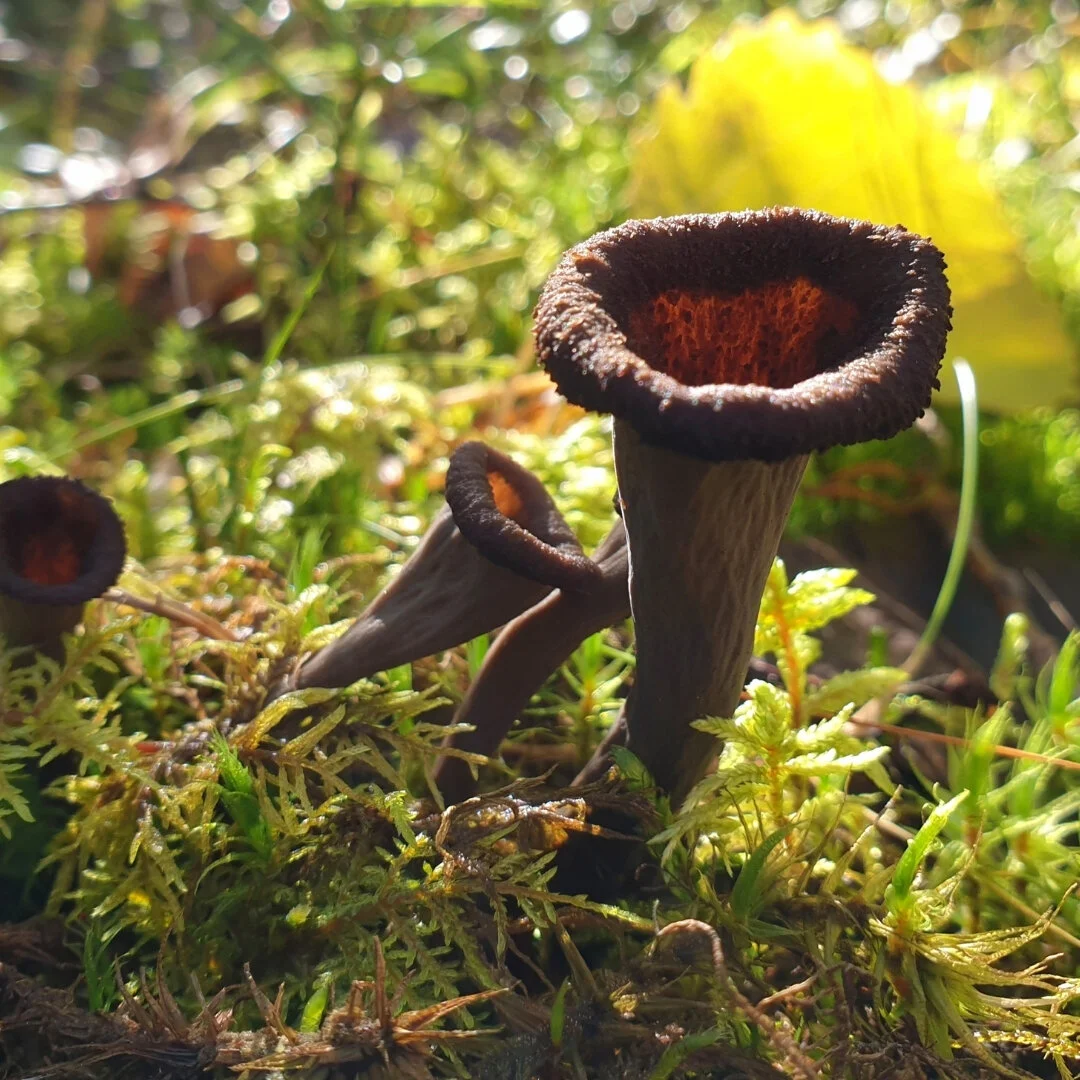 Wild Edible Mushrooms In Northern California For Later In The Season