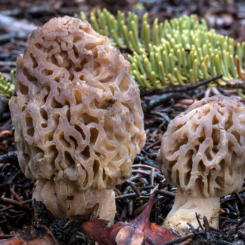 Morchella Snyderi: A “Natural” Morel Found In Northern California