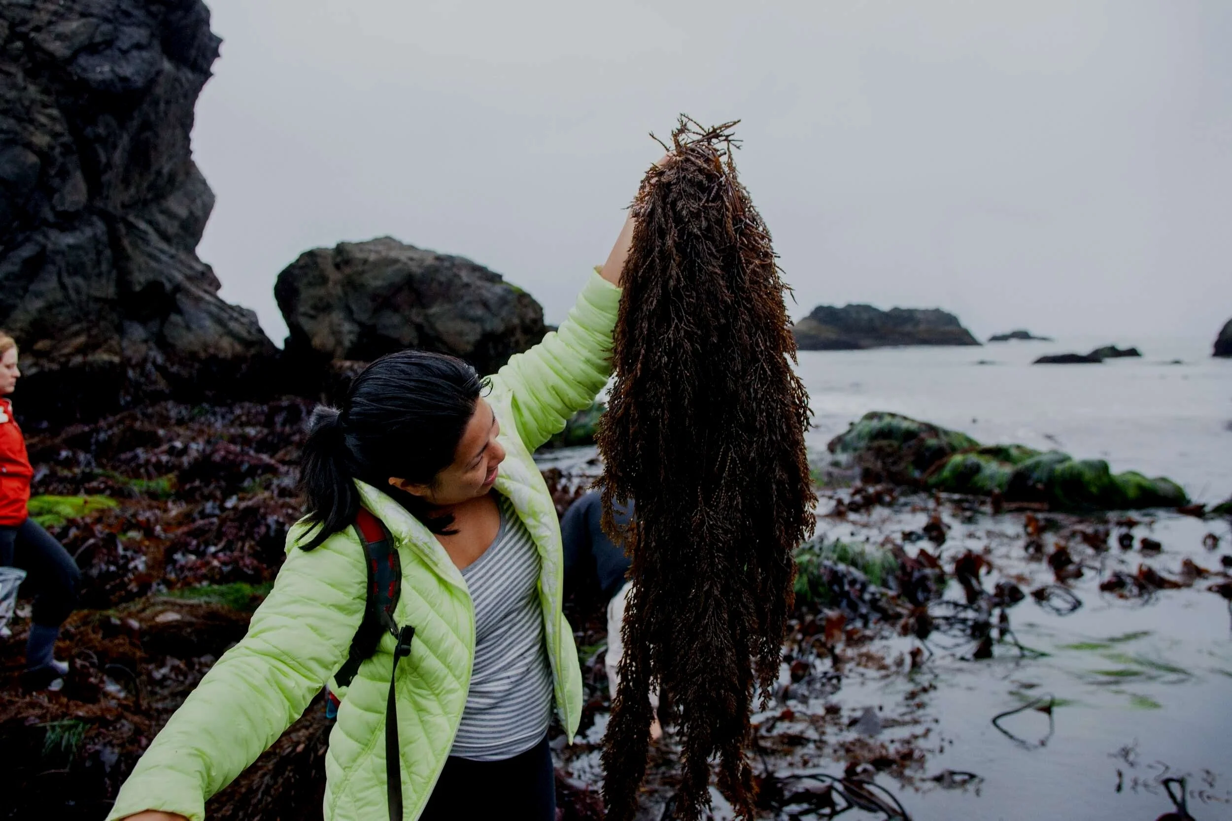 Seaweed Foraging Classes