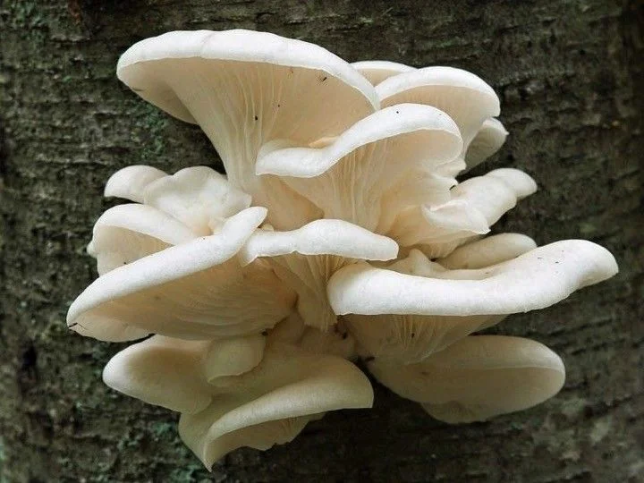Oyster mushroom
