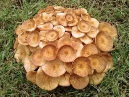 Northern Honey Mushrooms