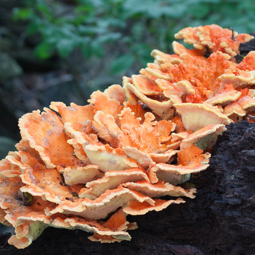 Mushroom Foraging In Winter? Try Finding These Delicious Mushrooms
