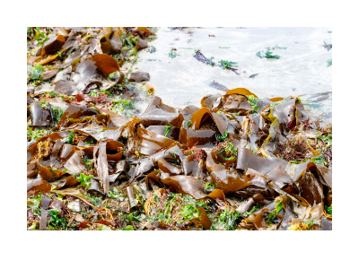 Kombu seaweed