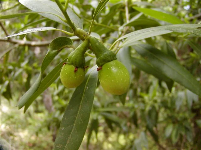 California Bay tree nuts