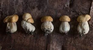 Porcini Mushrooms