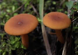 Candy Cap mushroom