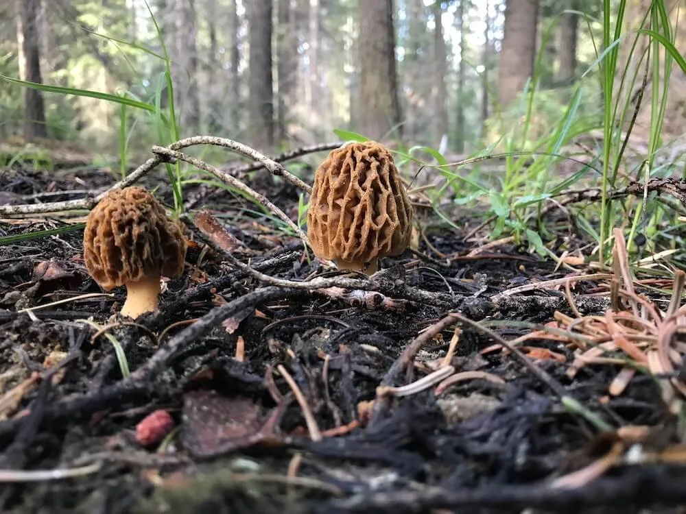 More foraging in Northern California  