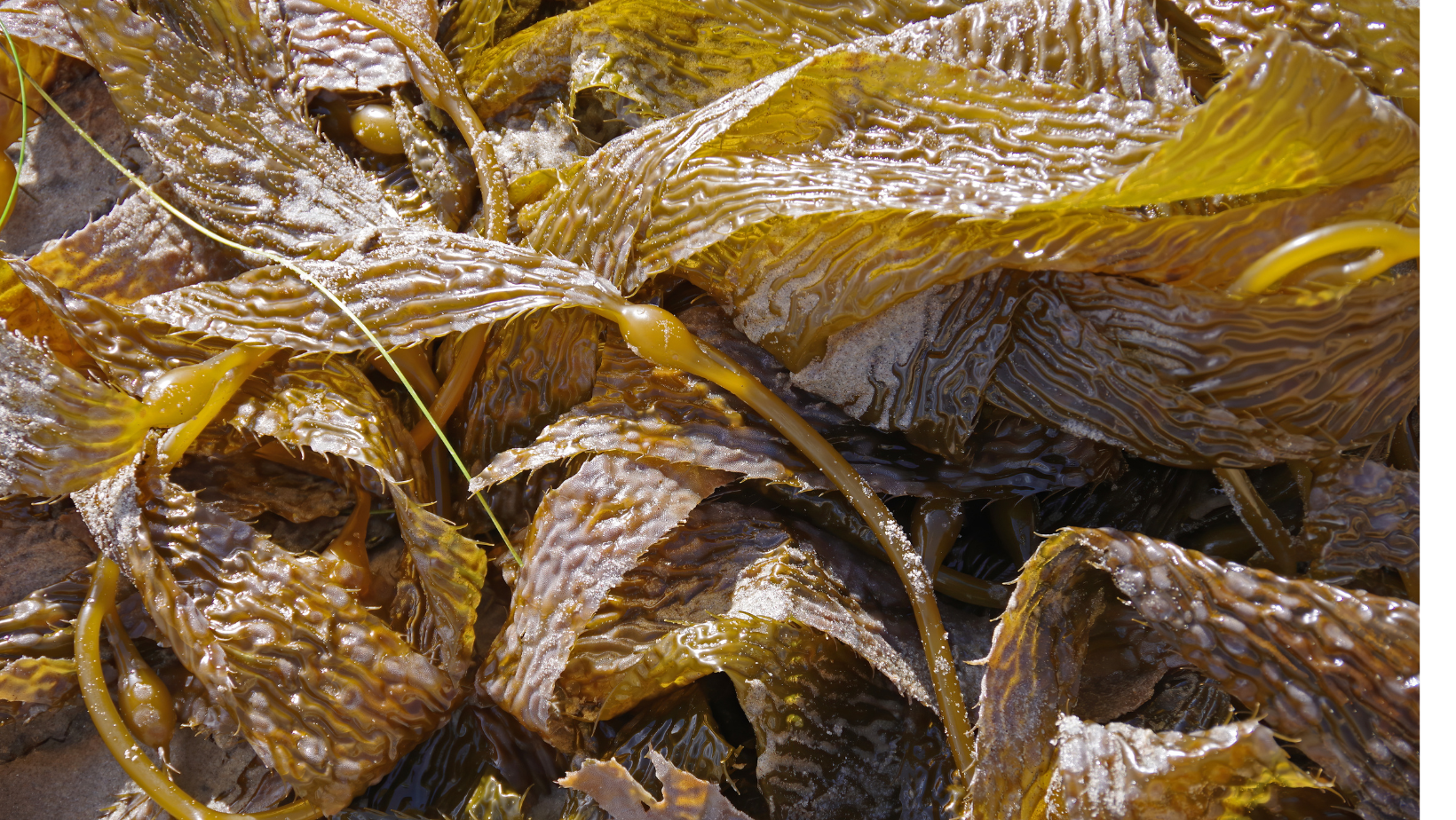 Bullwhip Pickle Recipe...