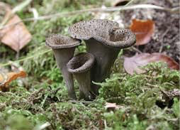 Black Trumpet Mushroom