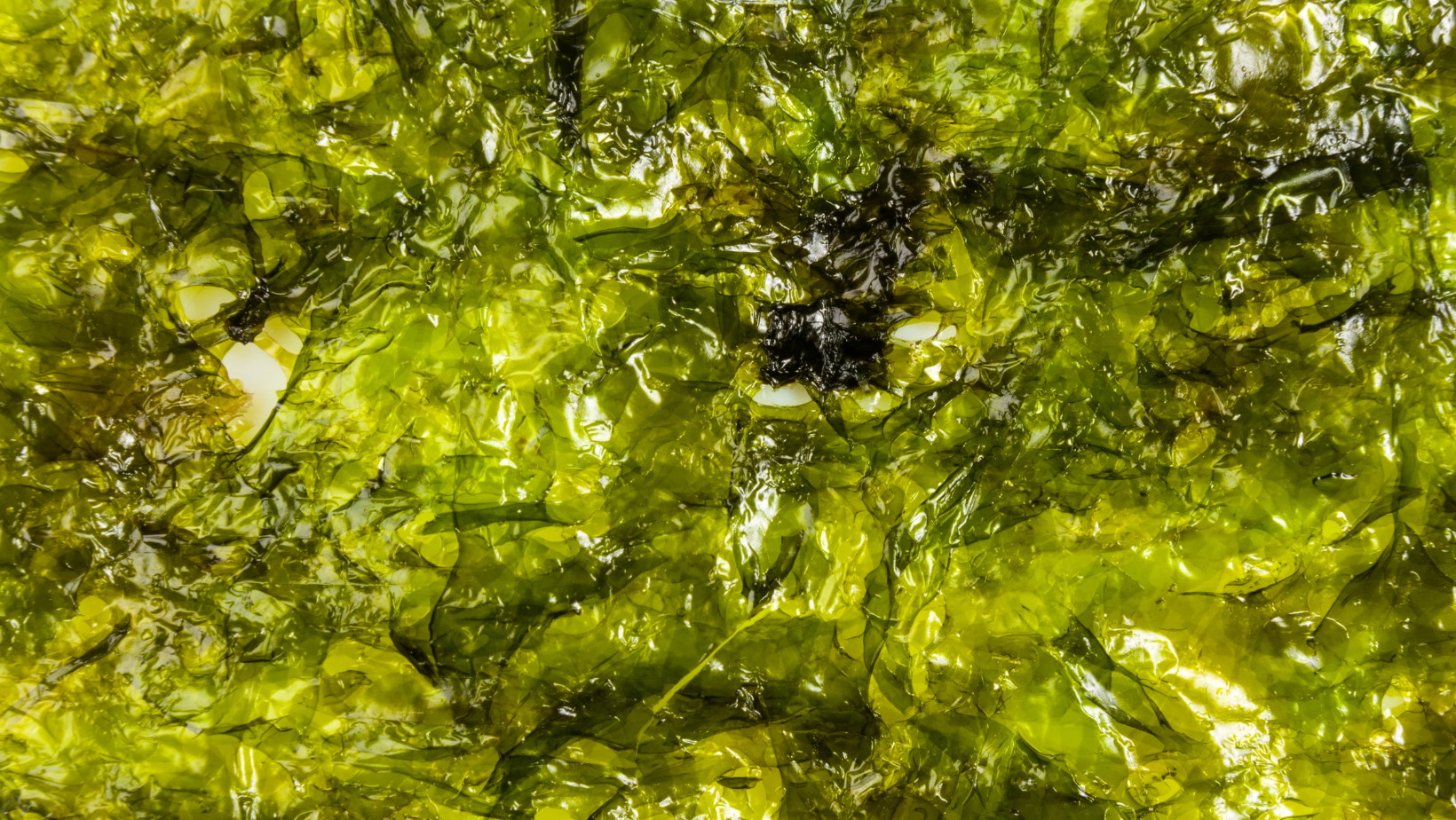 Seaside to Table: Foraging and Cooking Nori Chips!