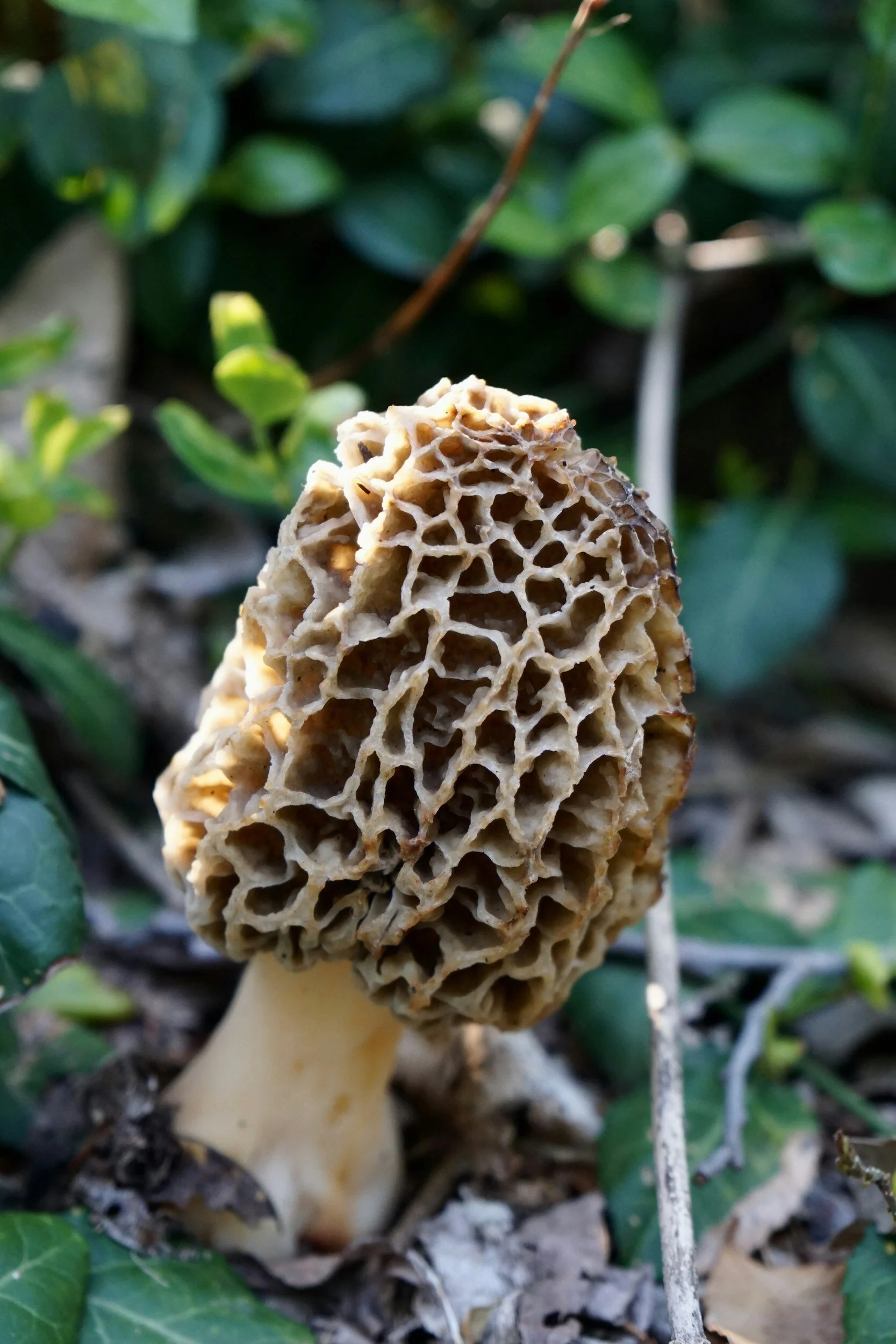 The hunt for the ever illusive morel....