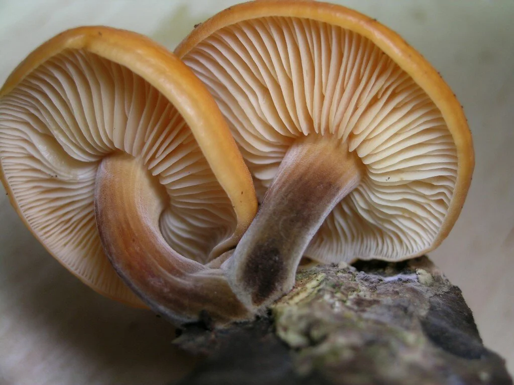 Flammulina Velutipes