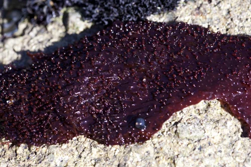 Turkish Bath Towel Seaweed