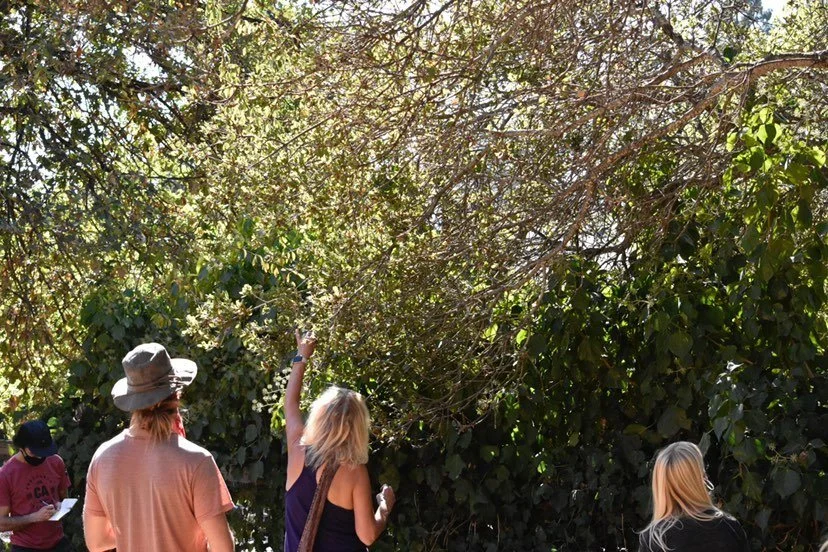 Outtakes from this weeks forageSF Wild Food Walk