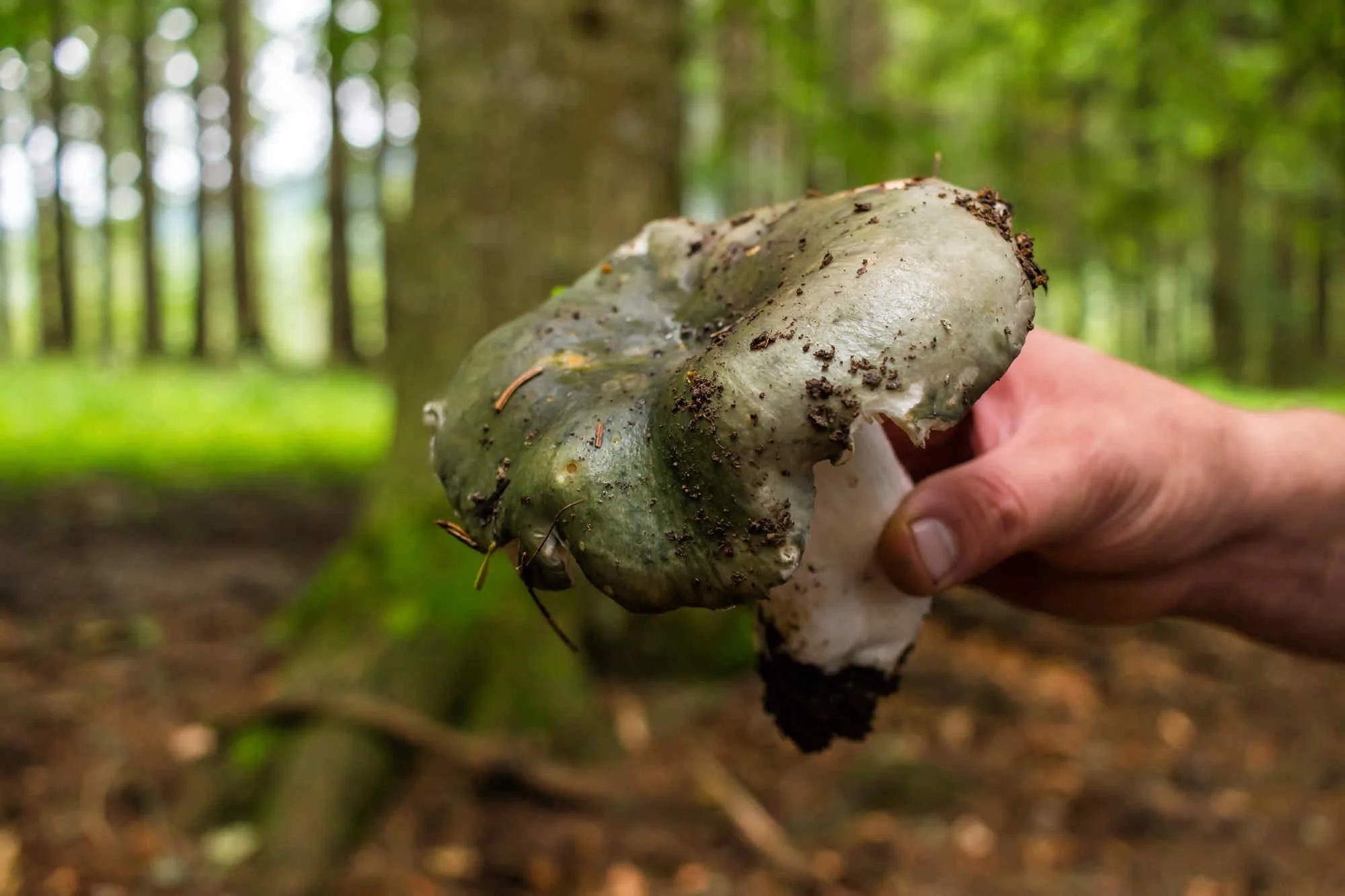 mushroom in hand
