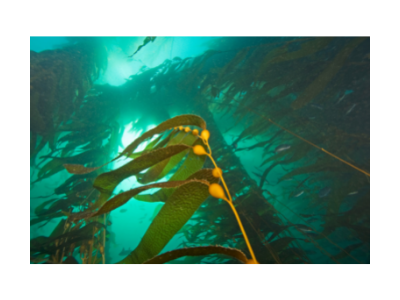 Bladder chain kelp
