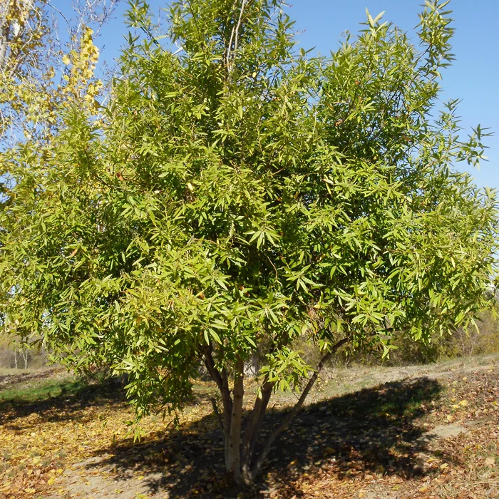 CaliforniaBayLaurel.jpg