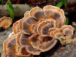 Turkey Tail