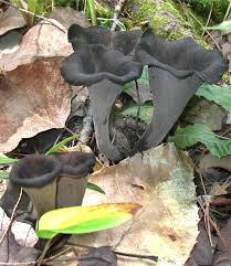 Black trumpet mushroom