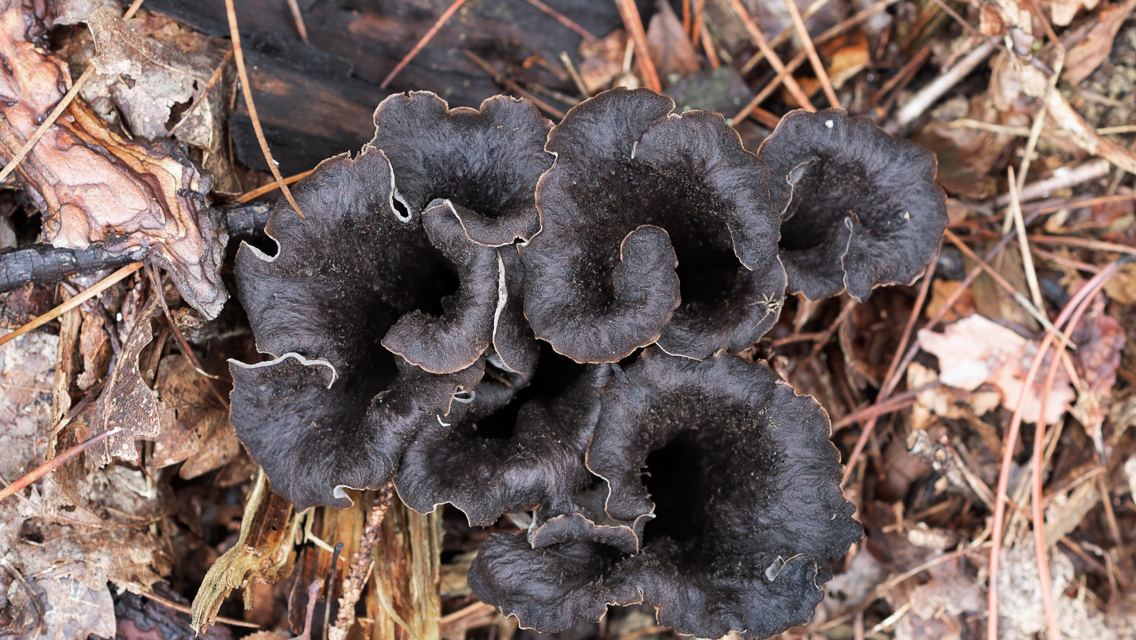 Black Trumpet Mushrooms: Perfect For Mushroom Foraging Beginners!
