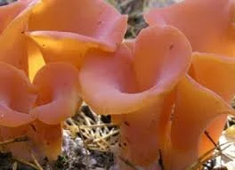 Apricot Jelly mushrooms