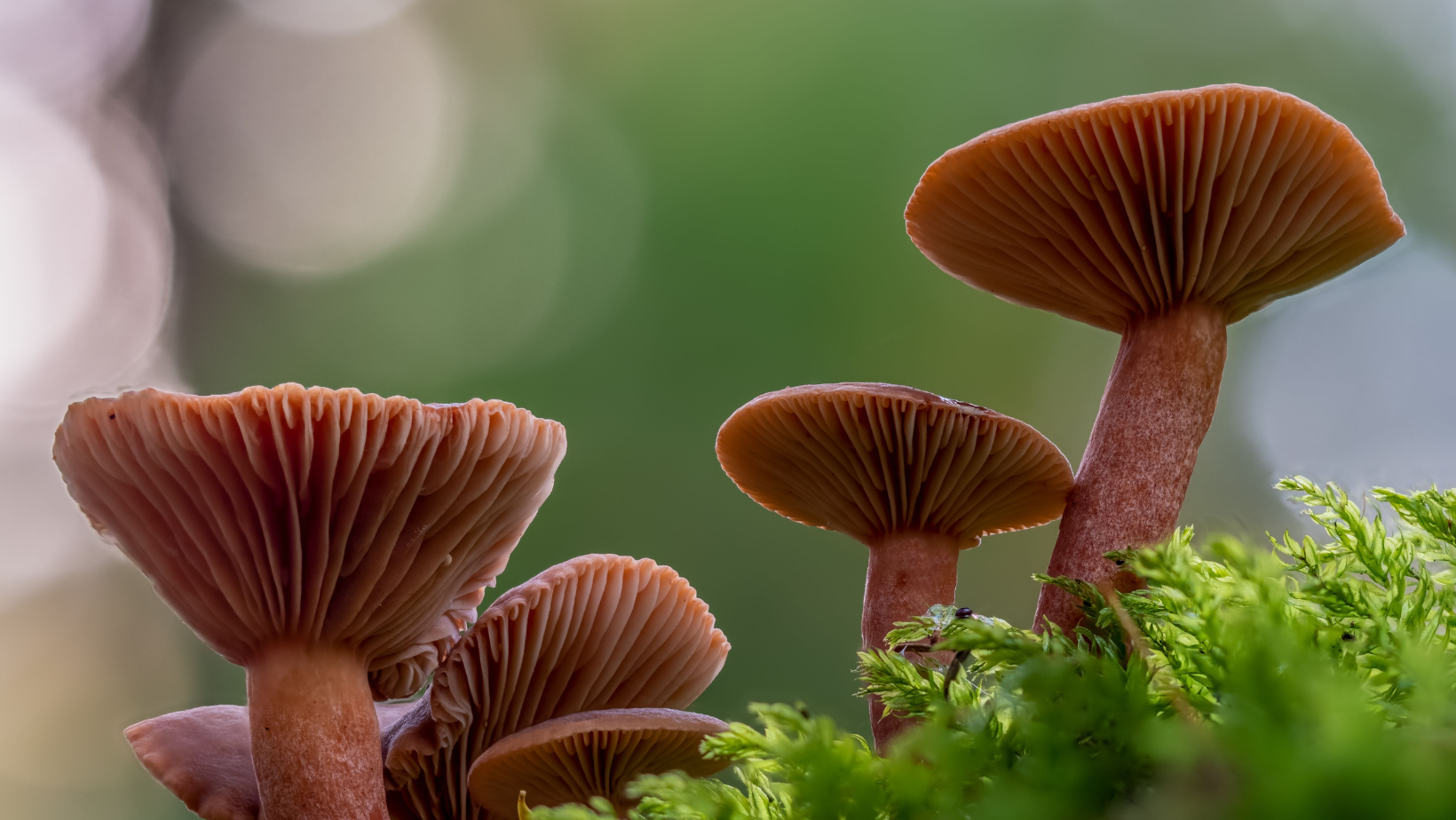 Mushrooms For Dessert?! The Amazing Qualities Of Candy Cap Mushrooms